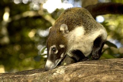 Pizote (Nasua narica) - Wiki; Image ONLY