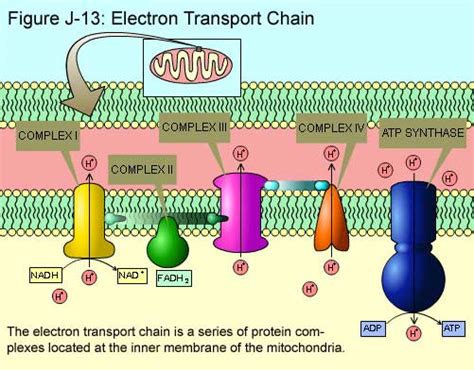 Electron Transport and Chemiosmosis | SchoolWorkHelper