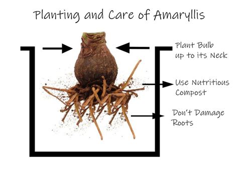 Planting and Care of Amaryllis