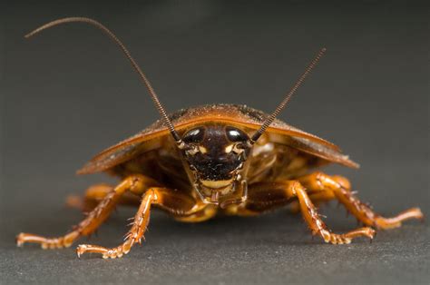 Air Duct Cleaning After a Roach Infestation