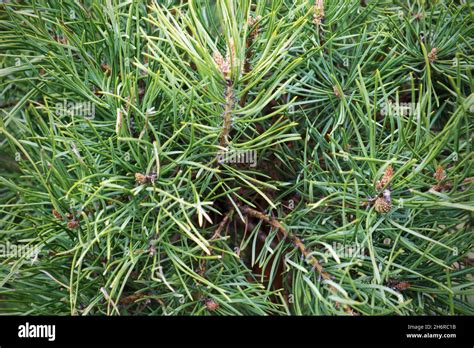 Needles of pine tree branches closeup Stock Photo - Alamy