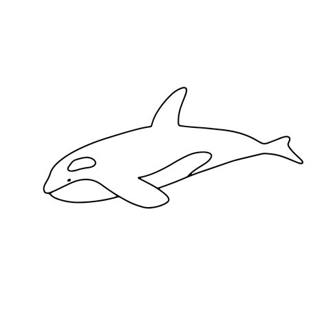 Vector swimming killer whale isolated on white background. Hand drawn ...