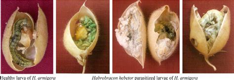 Field collected healthy and parasitised larvae of Helicoverpa armigera ...