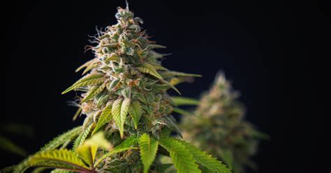 Greenside Recreational | Best Cannabis Strains with High THC