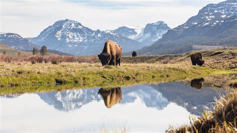 The Ultimate Guide to Yellowstone Wildlife Viewing - Cool Green Science