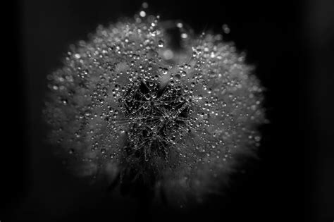 Dandelion Clock Photos, Download The BEST Free Dandelion Clock Stock Photos & HD Images