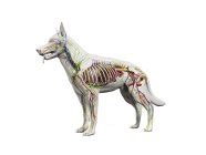 Full dog anatomy with internal organs, digital illustration. — mammal, nerves - Stock Photo ...