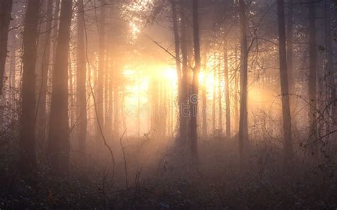 Sunrise in Deep Foggy Winter Forest. Stock Image - Image of forestry, night: 131226363