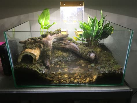 Crocodile skink paludarium | Red eyed crocodile skink, Crocodile skink ...