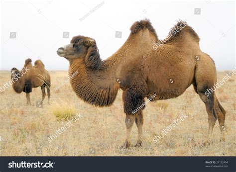 A Domestic Bactrian Camel Stock Photo 21122404 : Shutterstock