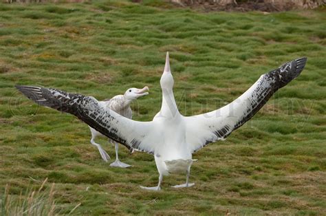 Wandering Albatross Courting – Tom Murphy Photography