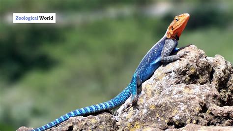 Incredible Agama lizard fun facts - Zoological World