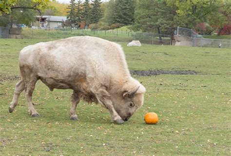 PHOTOS: Winnipeg zoo animals get new toy as part of Thanksgiving ...