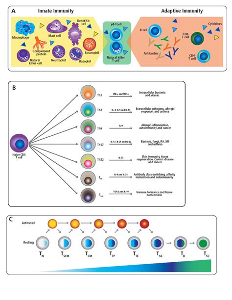 Detection of Antigen-Specific T Cell Lineages and Effector Functions ...