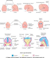 Development of the Pharyngeal Apparatus and Face Flashcards | Quizlet