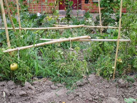 En torno al huerto.: TOMATES EN EL HUERTO