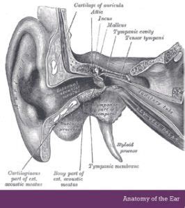 Anatomy Of Ear Jaw And Neck - Human Anatomy