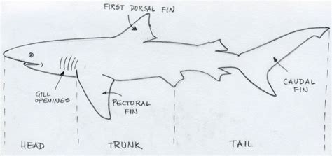 Draw Shark. Basic Tutorial.