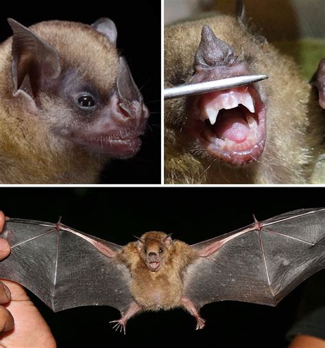 biografía Paine Gillic Bosque different types of bats moneda Aparecer entregar