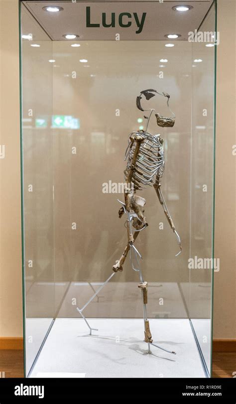 Lucy skeleton hi-res stock photography and images - Alamy