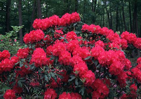 Nova Zembla Red Rhododendron | New Life Nursery