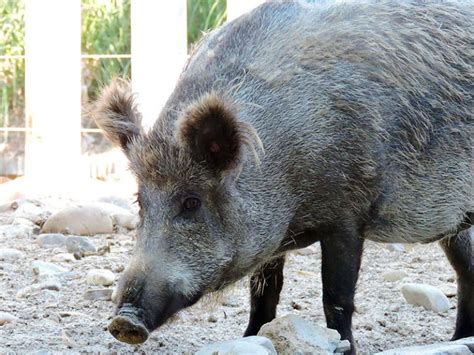 Reno - Zoo de Madrid