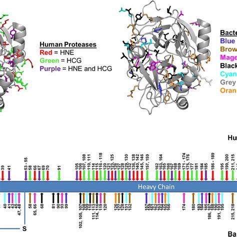 Illustration of protease cleavage sites in human thrombin. (a) 3D model ...