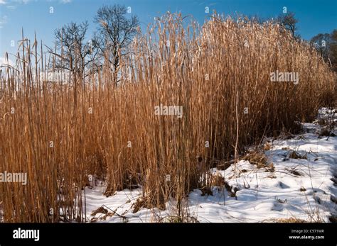 Elephant Grass almost ready for harvesting, with its golden stalks ...