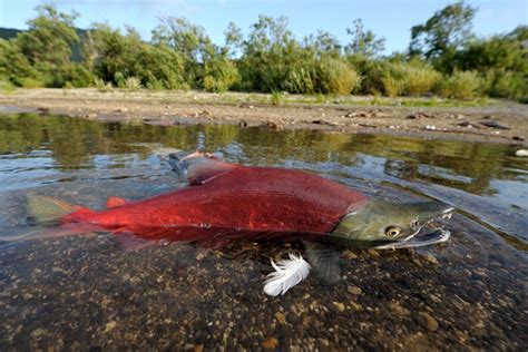 Salmon Spawning at Kuril Lake in Kamchatka | Amusing Planet