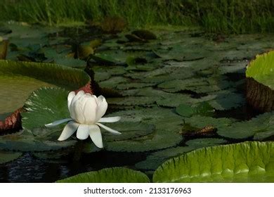 Victoria Lotus Flower On Nature Background Stock Photo 2133176963 | Shutterstock