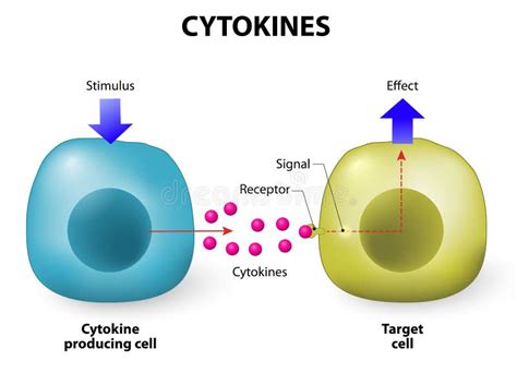 Properties of Cytokines stock vector. Illustration of cell - 60909022