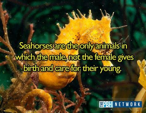 10 Amazing facts about ocean animals (10 pics) | Amazing Creatures