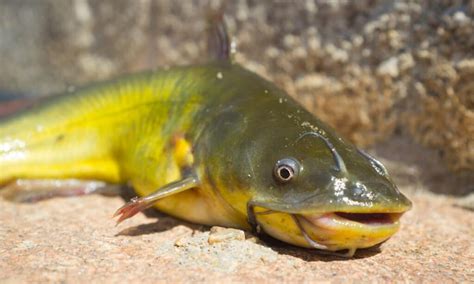 Bullhead vs Catfish: What Are the Differences? - IMP WORLD