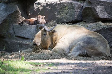 Golden Takin - Facts, Diet, Habitat & Pictures on Animalia.bio