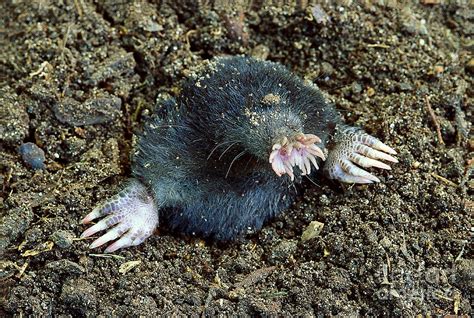 Star-nosed Mole Photograph by Skip Moody - Fine Art America