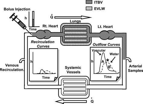 Schematic diagram of the bolus injection, double indicator dilution ...