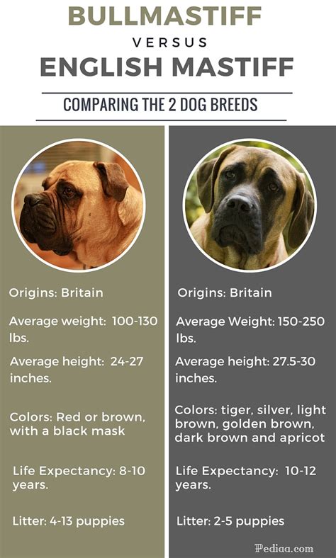 Difference Between Bullmastiff and English Mastiff