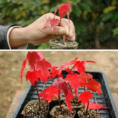 American Red Maple Tree seeds - US$1.89