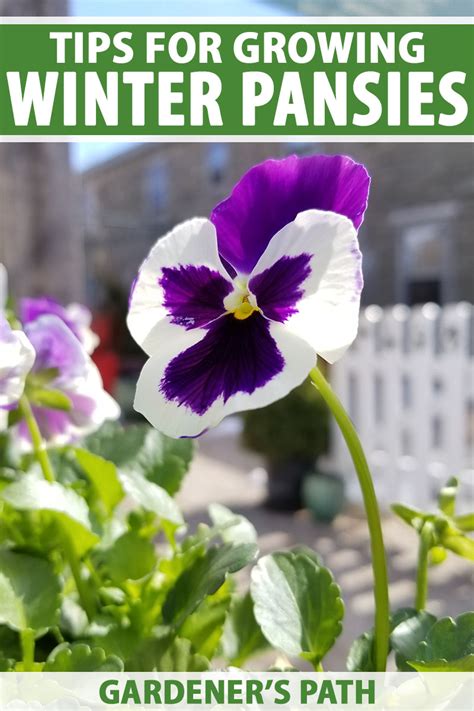 Tips for Growing Winter Pansies (Viola hiemalis) | Gardener’s Path