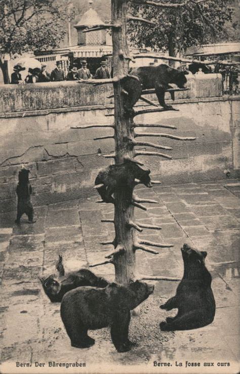 Bear Pit in Bern Switzerland Ernest Selhofer Postcard