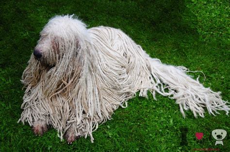 Komondor - Información sobre la raza Komondor