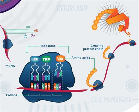 A New Way to Unleash the Immune System against Cancer - National Cancer ...