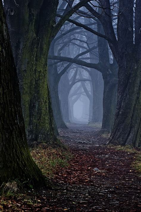 The dark forest path by DjLuke9 on DeviantArt