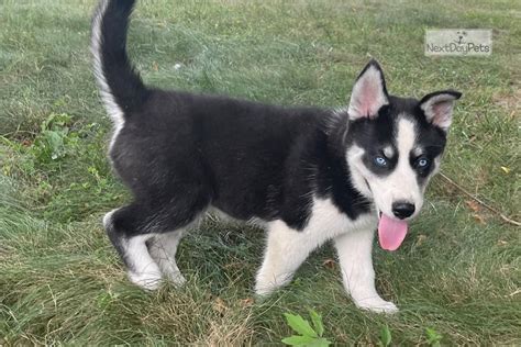 Togo: Siberian Husky puppy for sale near St Louis, Missouri. | dc1c4e14f1