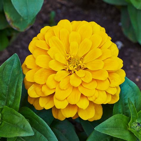 Zinnia Elegance yellow hybrid seeds available seedsnpots.com