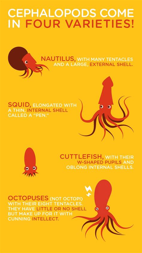 Cuttlefish Vs Squid Vs Octopus