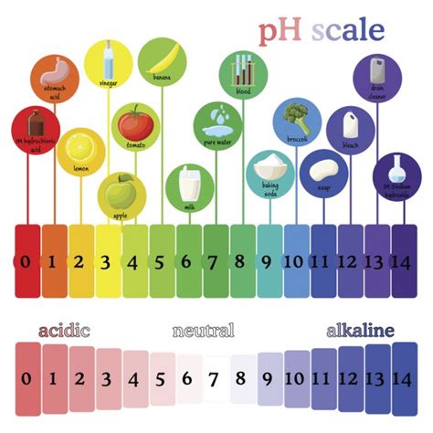 Acid-Base Balance and How Saliva Protects Teeth - Preserve Your TeethPreserve Your Teeth