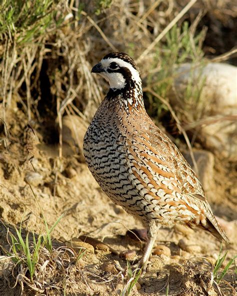 Bobwhite Quail Male Photograph by Gary Langley - Pixels