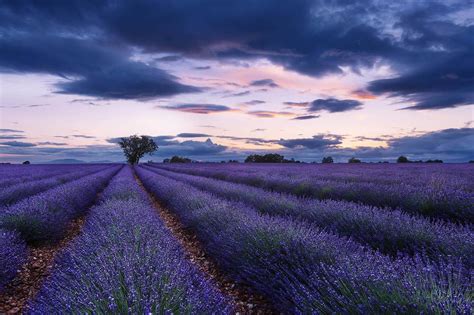 Places and Palaces | Landscape photography, Lavender fields, Landscape ...