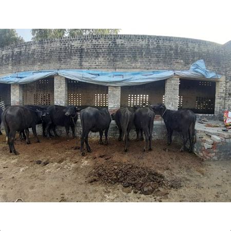 Murrah Buffalo Male Calf at 30000.00 INR in Karnal | Karnal Dairy Farming